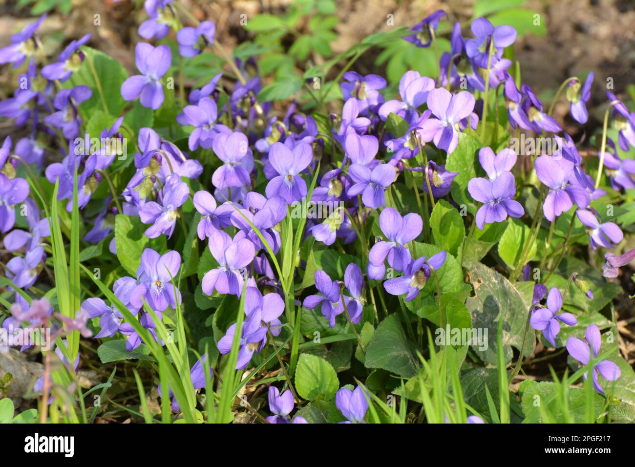 In primavera nella foresta selvatica cresce la violetta (Viola odorata) Foto Stock