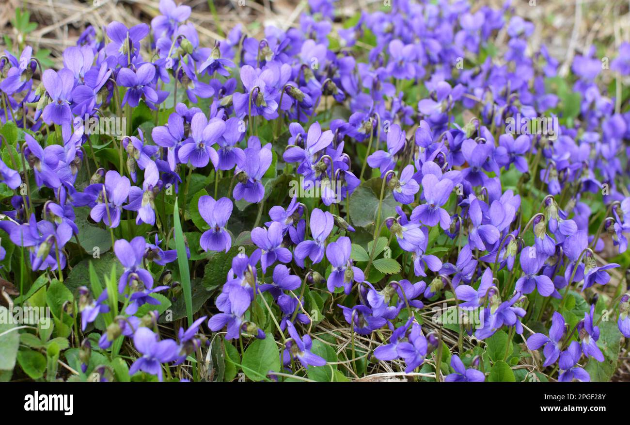 In primavera nella foresta selvatica cresce la violetta (Viola odorata) Foto Stock