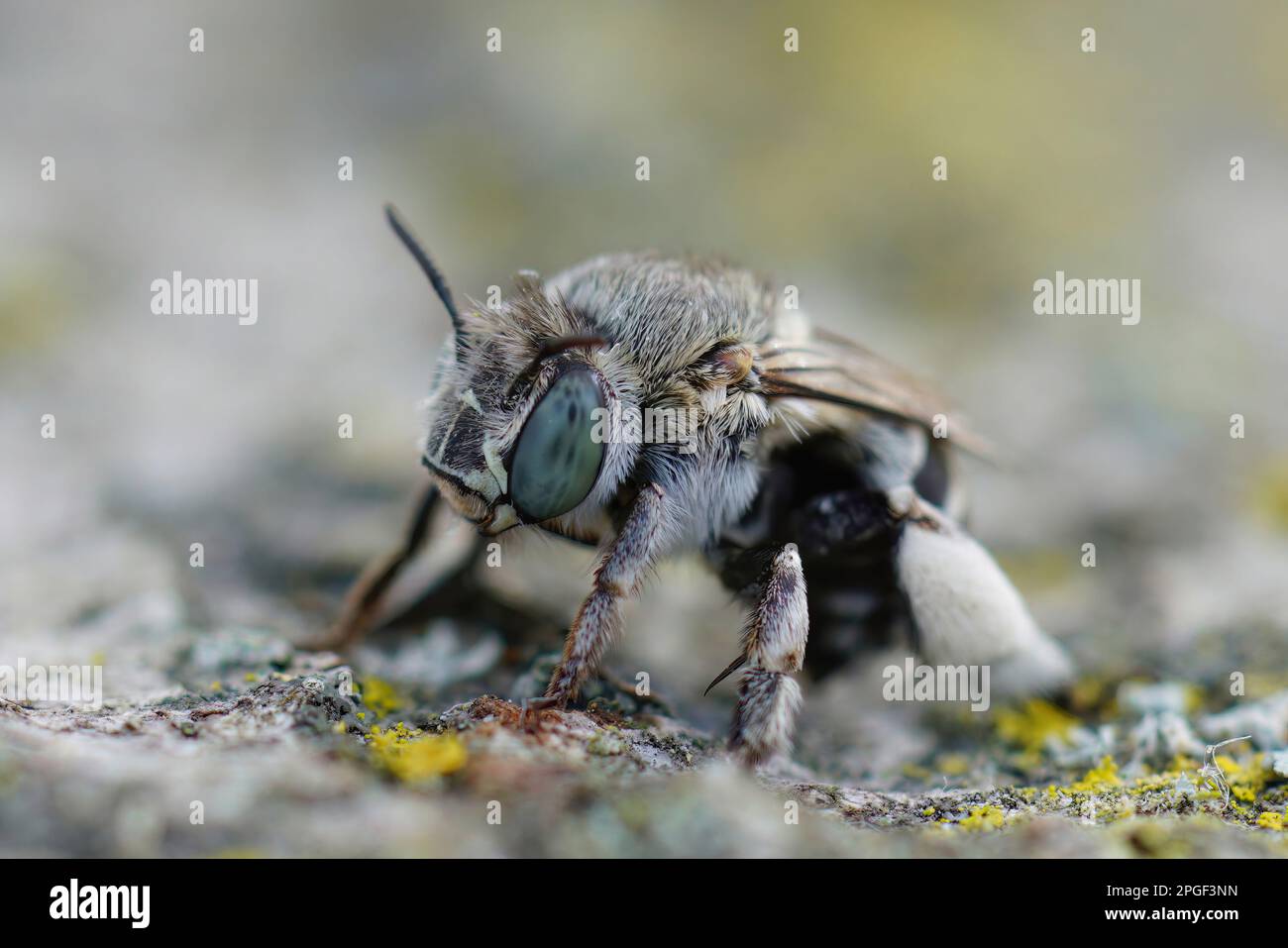 Primo piano su un'ape di scava bianca e bianca del Mediterraneo, Amegilla albigena seduta su legno Foto Stock