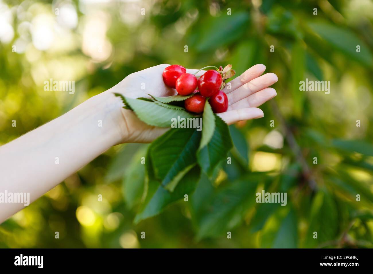 donna raccoglie ciliegie mature e rosse da un albero Foto Stock