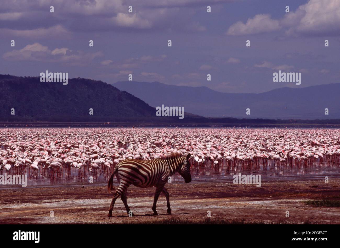 Una quagga Zebra Equus al Parco Nazionale del Lago Nakuru, Kenya con un grande gruppo di fenicotteri sullo sfondo. Africa. Foto Stock