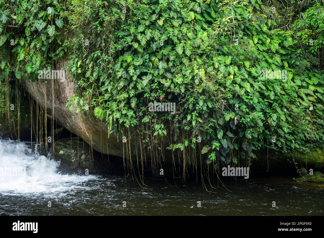 Splendida vista sulla vegetazione sulla roccia sulla cascata verde della foresta pluviale Foto Stock
