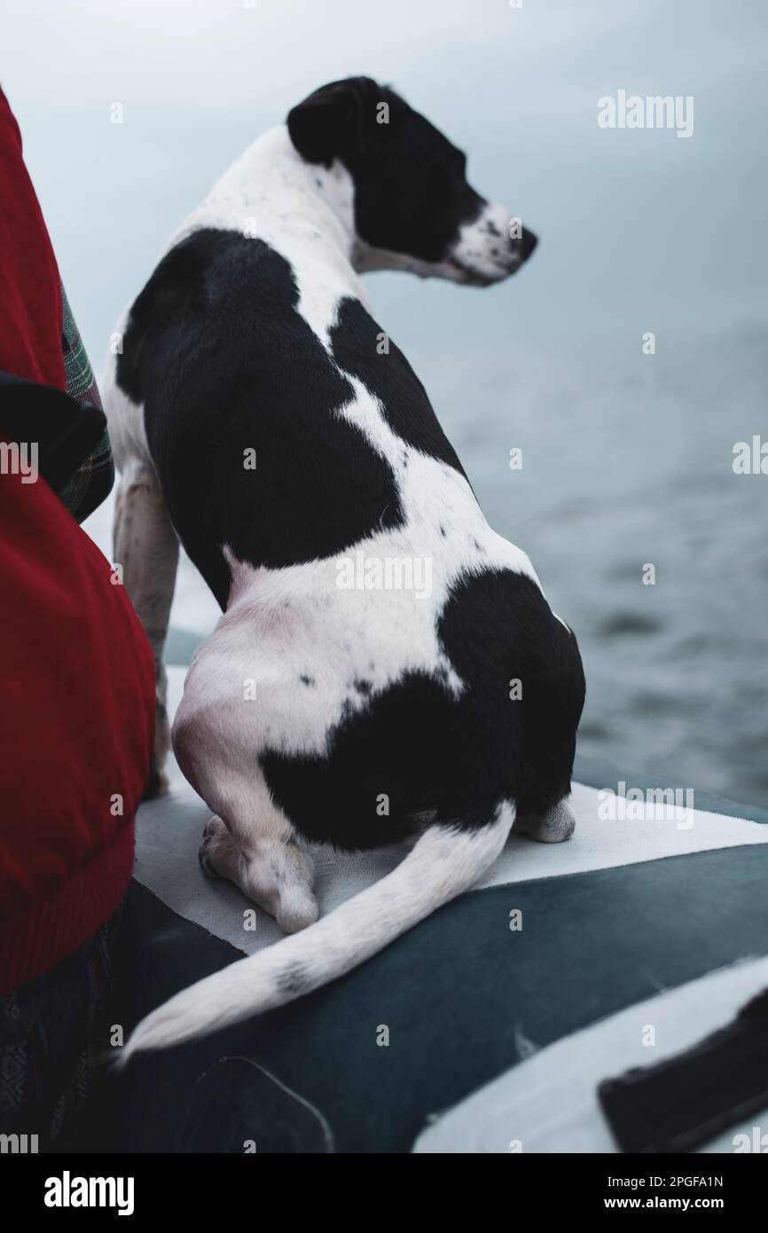 Il cane spotty siede dalla mamma sul bordo della barca che cavalca attraverso l'oceano scozzese Foto Stock