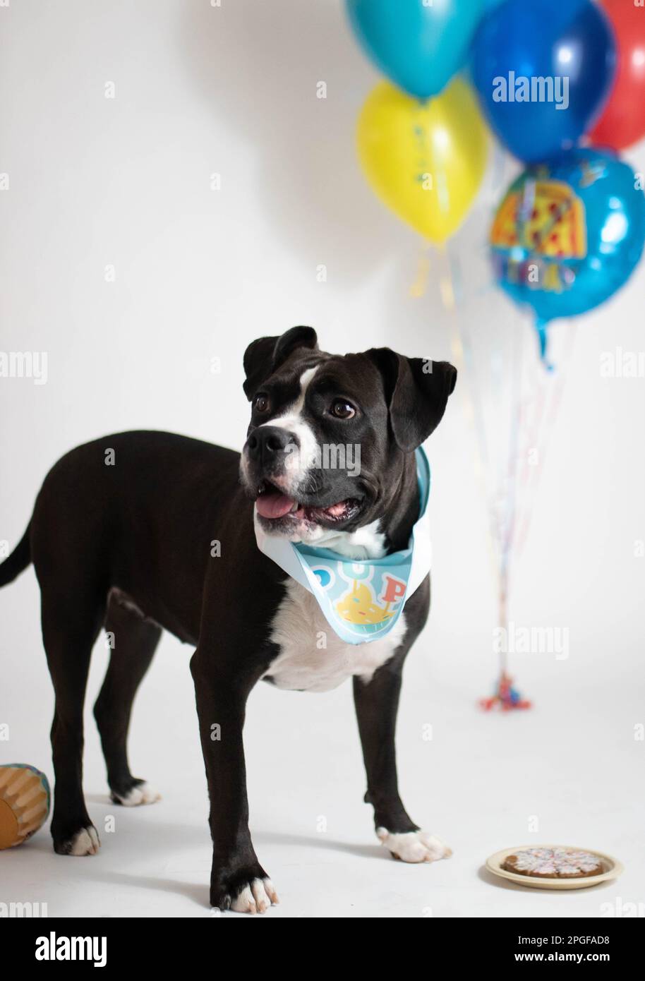 Festeggiamo i palloncini di compleanno dei cani e la torta Foto Stock