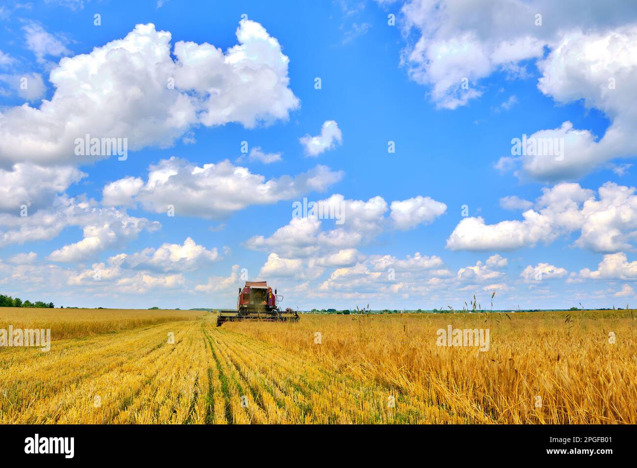Raccolta di prodotti a base di grano con una mietitrebbia Foto Stock