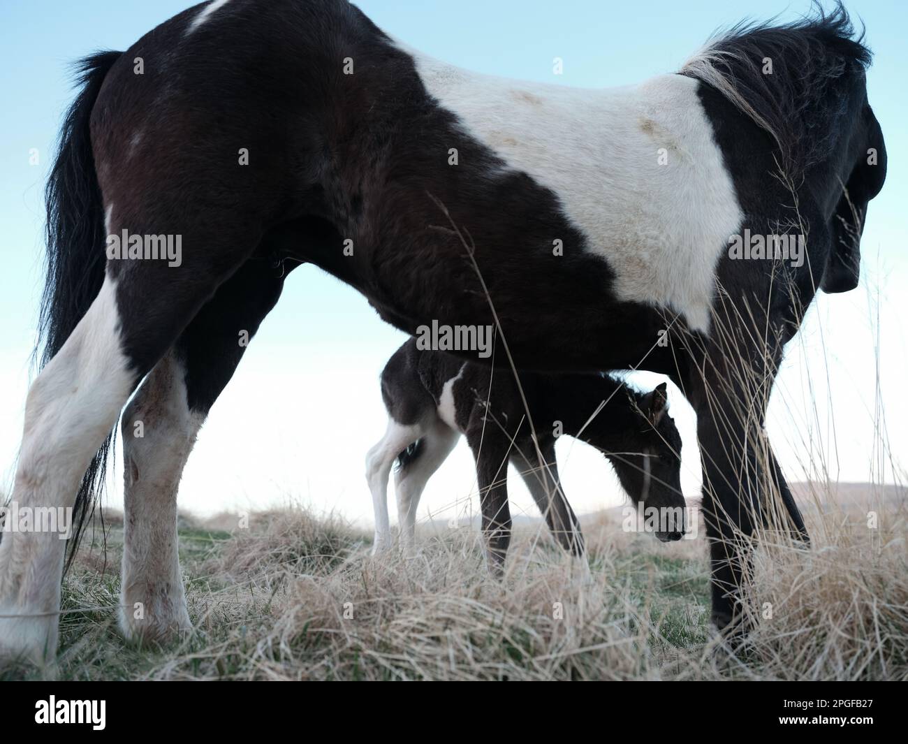 Cavallo islandese mare e Foal Foto Stock