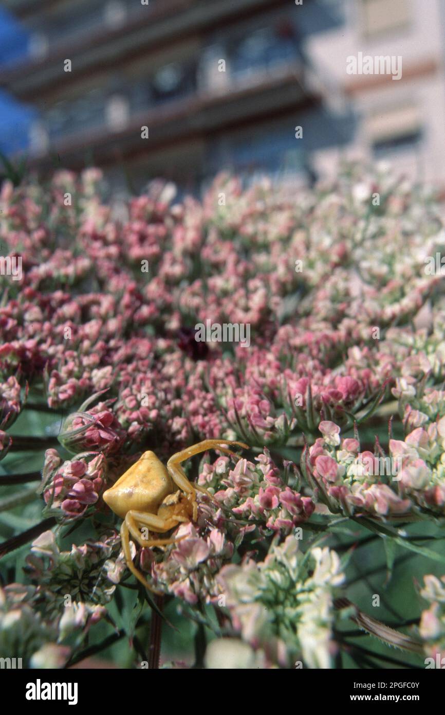 Ragni di granchio, qui un Thomisus onustus, non costruiscono un ragnatela ma aspettano la preda appollaiando su un fiore Foto Stock
