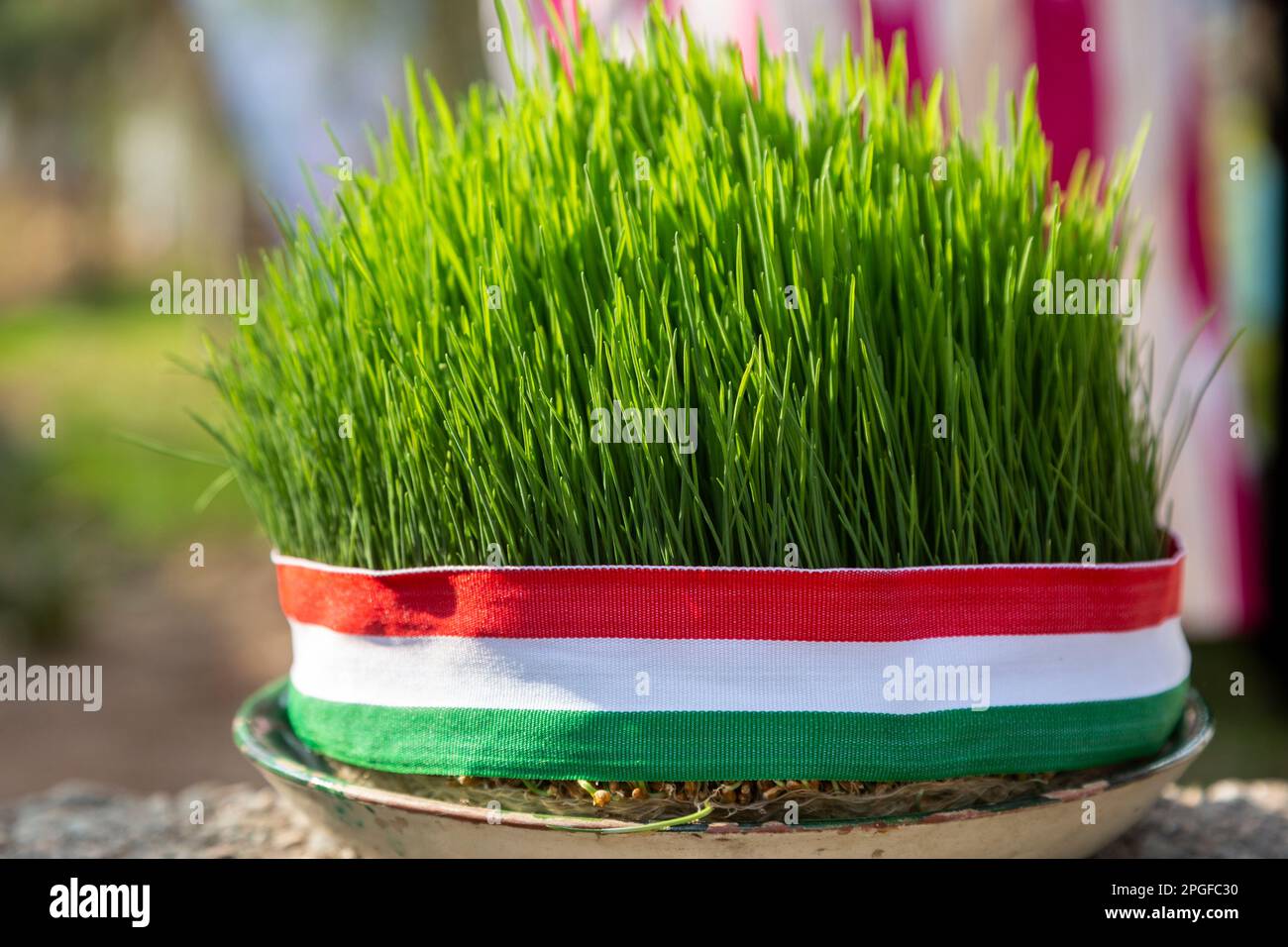 Vista di Sabzeh decorato con una bandiera della Repubblica di Tagikistan. Sabzeh è germe di grano germe germe simbolizzato rinascita per festa di Nowruz Foto Stock