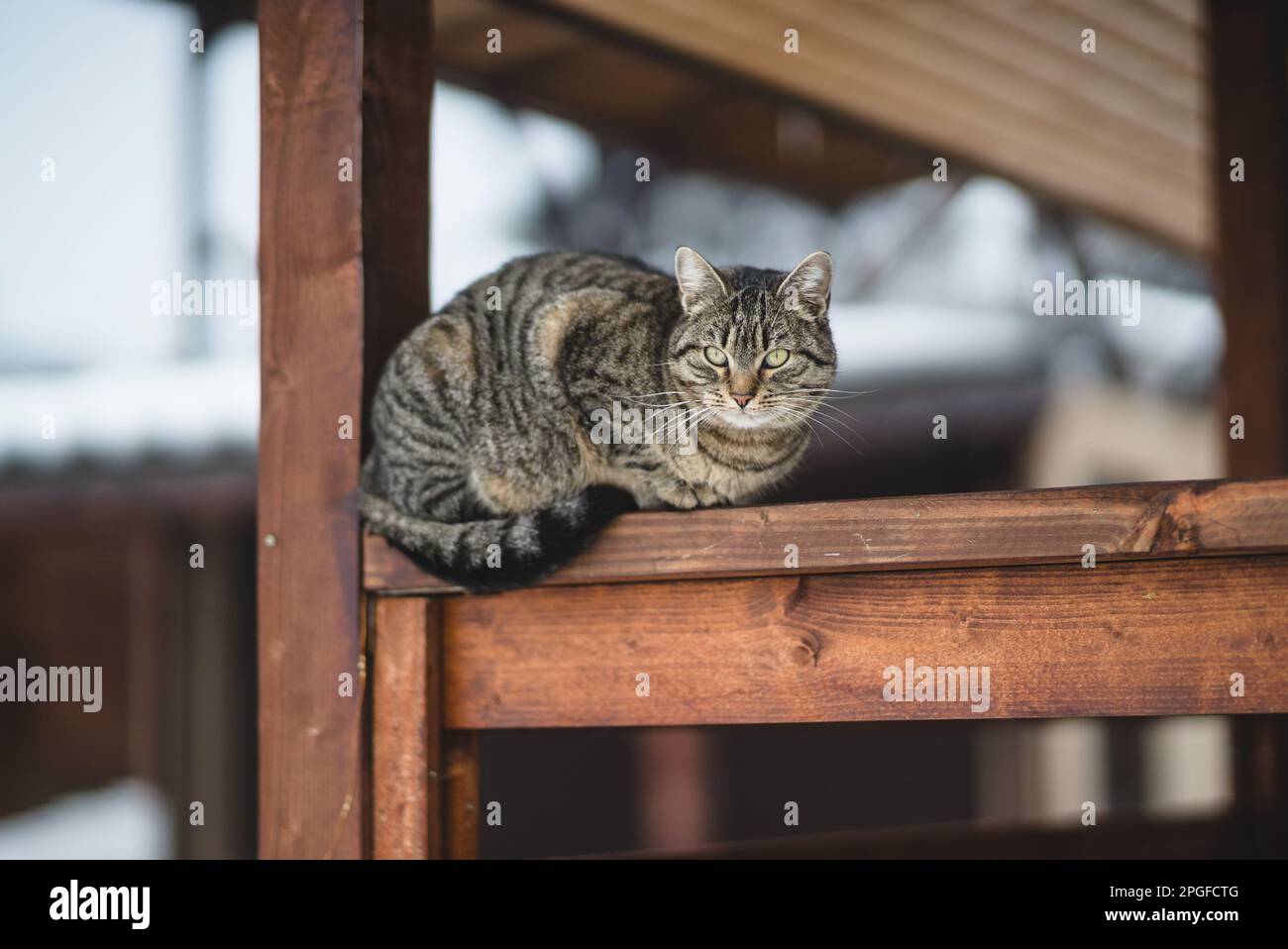 Riposo domestico europeo della razza del gatto Foto Stock