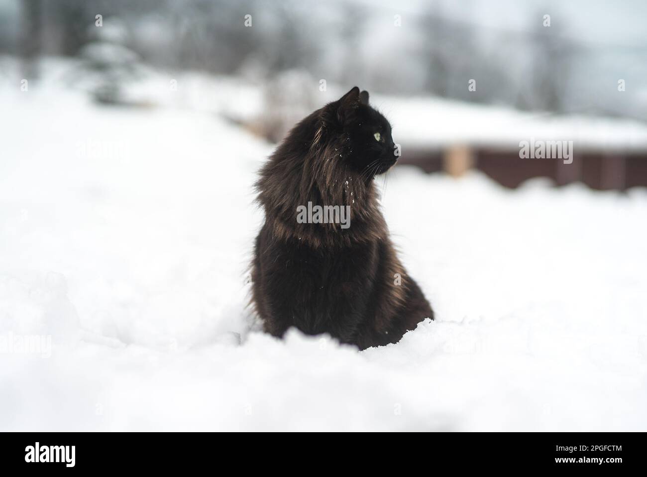Gatto nero nella neve guardando a destra Foto Stock