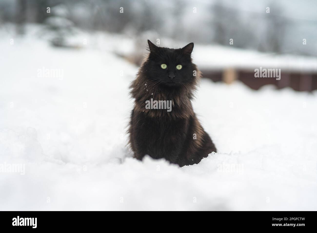 Gatto nero nella neve con occhi gialli Foto Stock