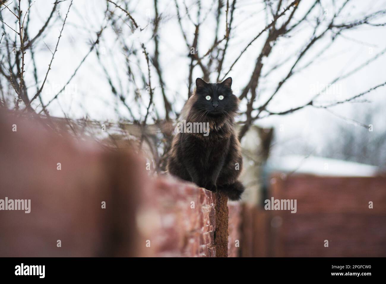 Gatto nero che guarda con occhi gialli brillanti Foto Stock