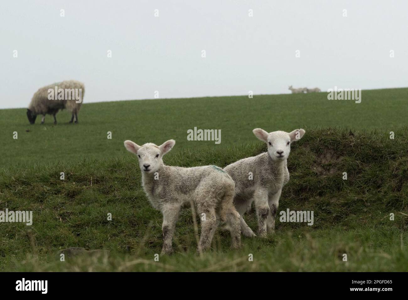 immagine di una famiglia di pecore con agnelli Foto Stock