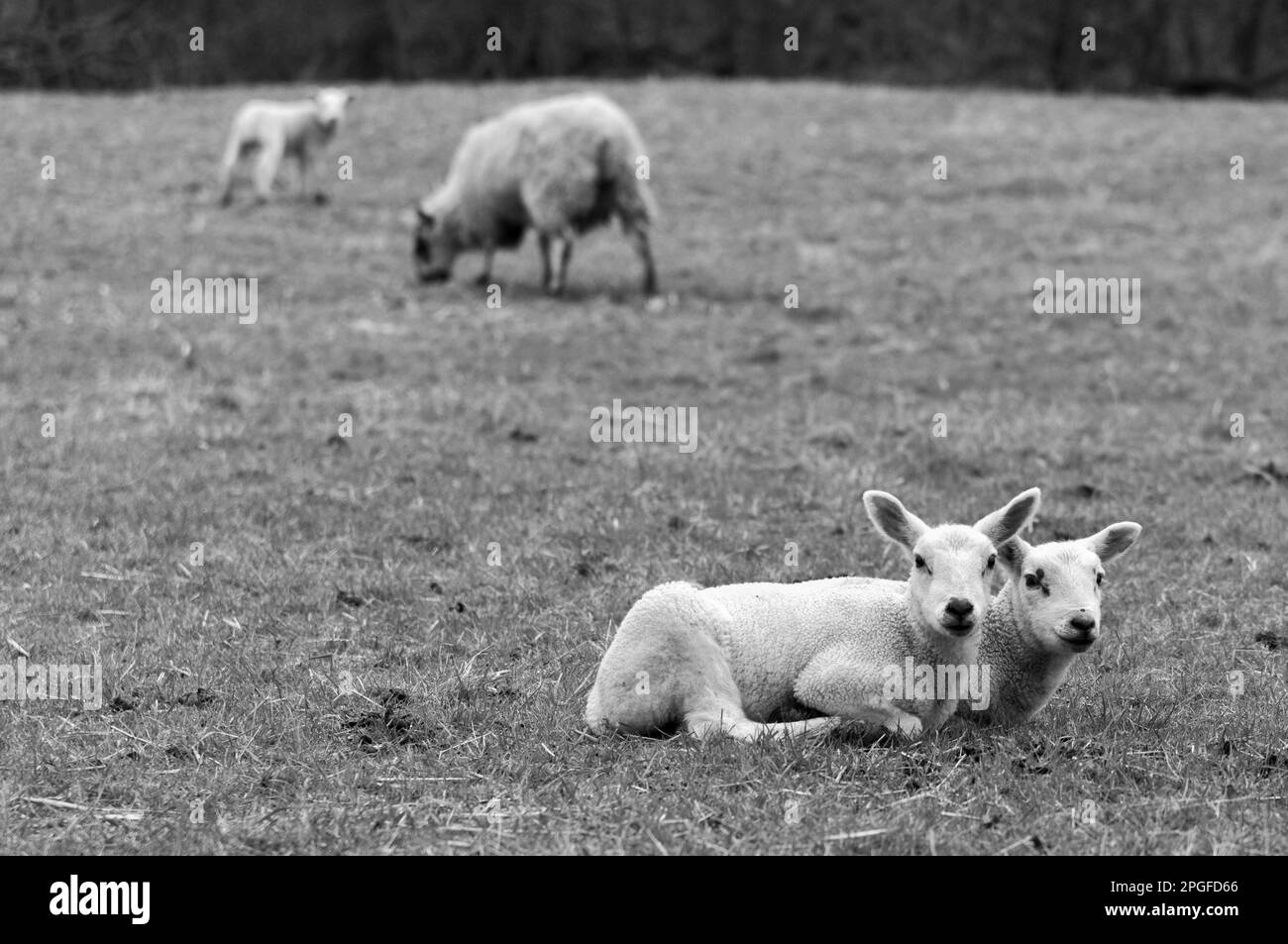 immagine di una famiglia di pecore con agnelli Foto Stock