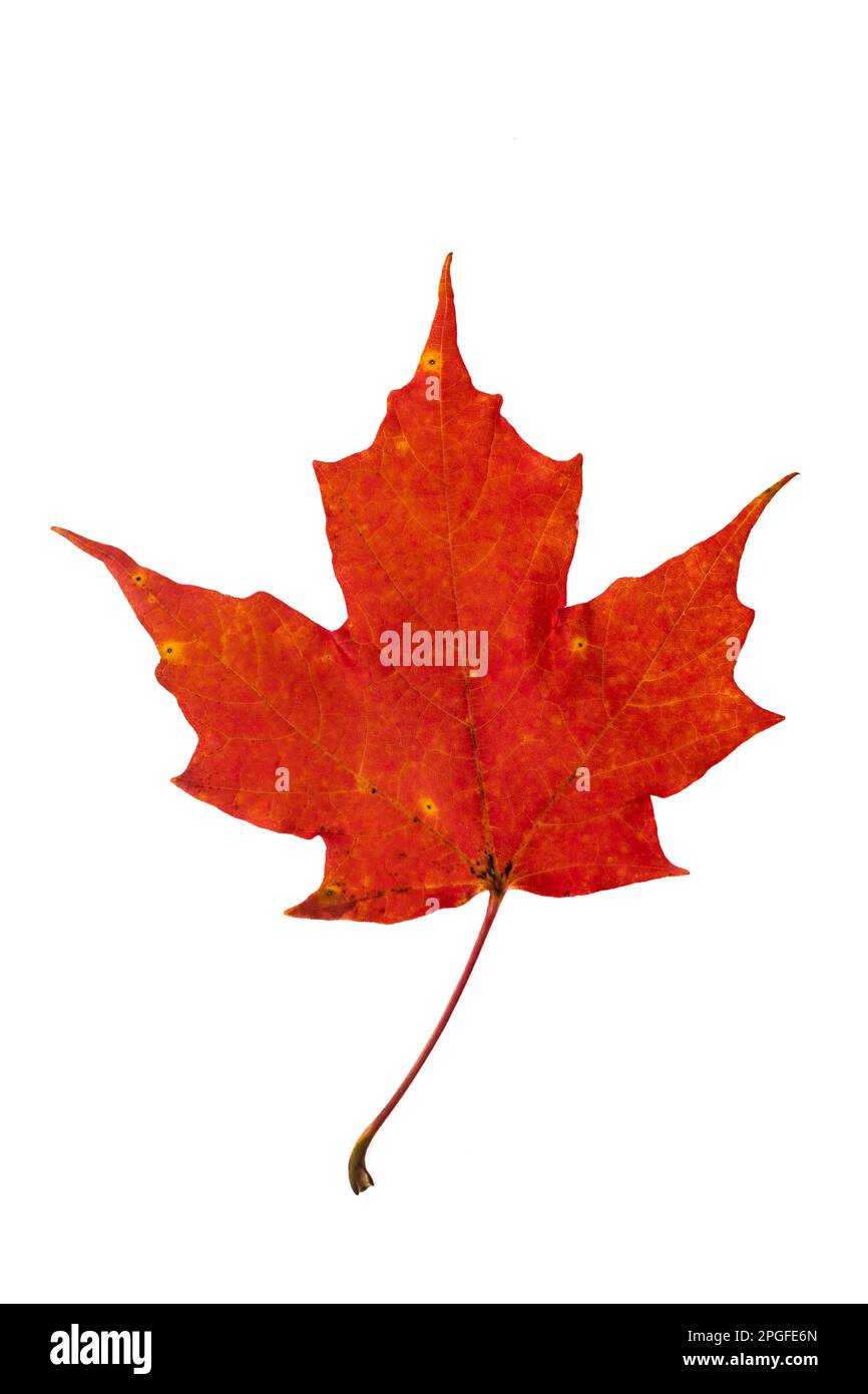 Foto studio di una singola foglia d'acero su sfondo bianco, con il suo colore autunnale e autunnale. Foto Stock