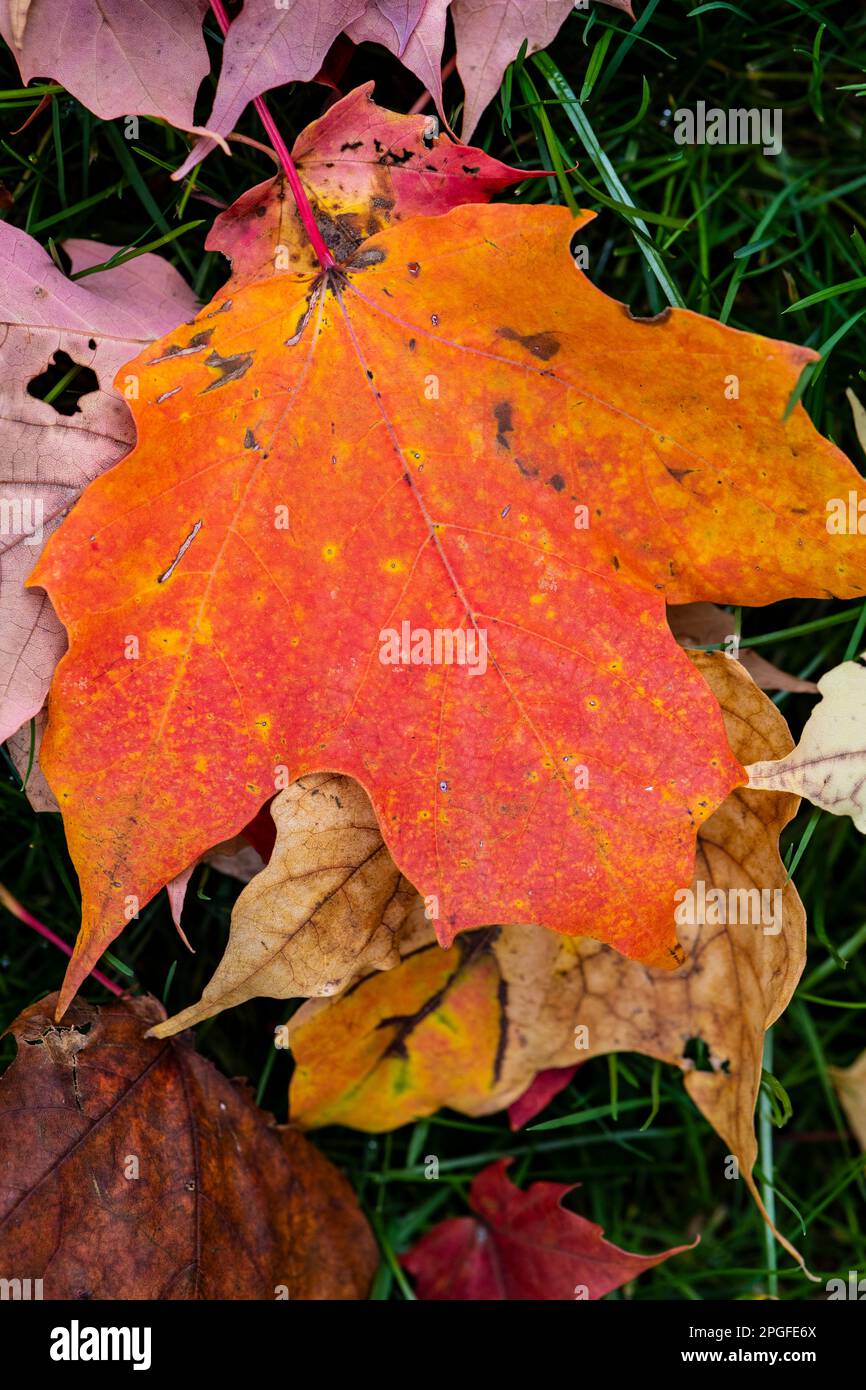 Primi piani sul terreno con i loro colori autunnali, Brownsburg, Quebec, Canada Foto Stock