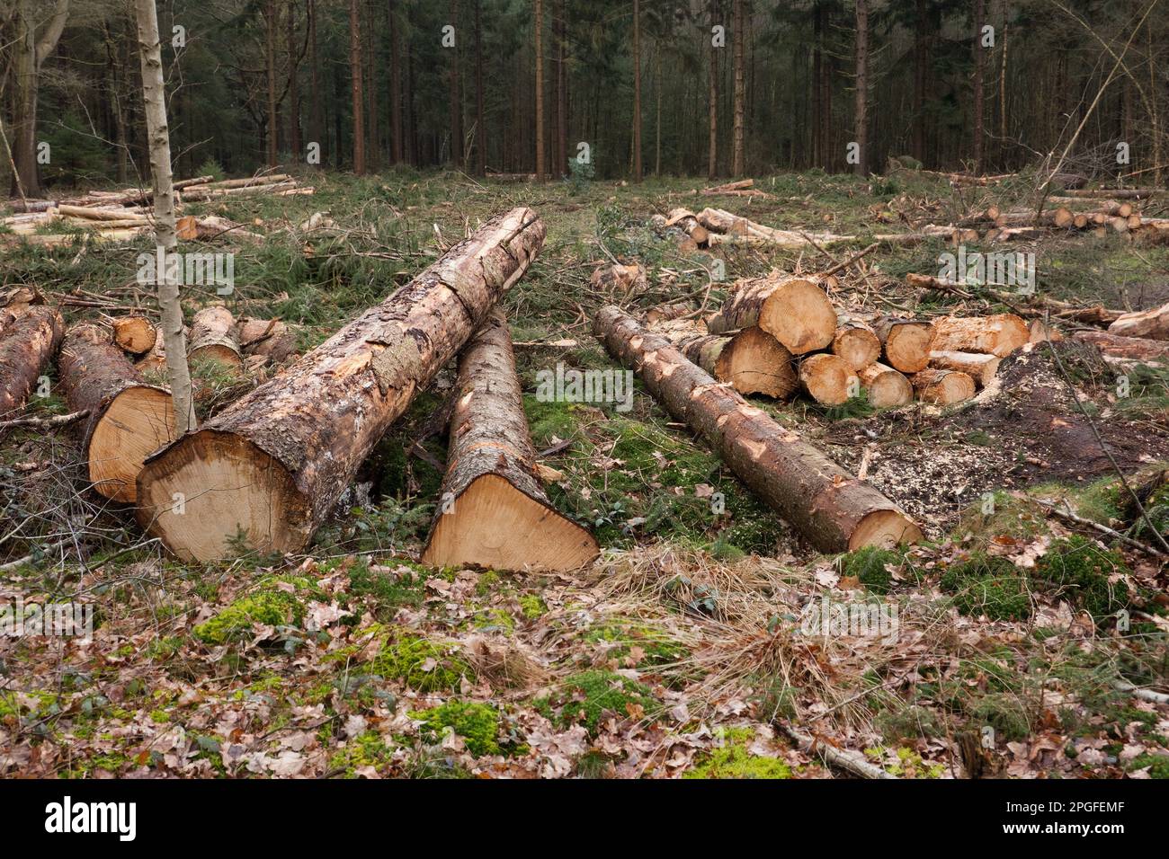 Gestione forestale: Una pianura di abbattimento in una foresta, mucchi di tronchi di alberi ovunque Foto Stock