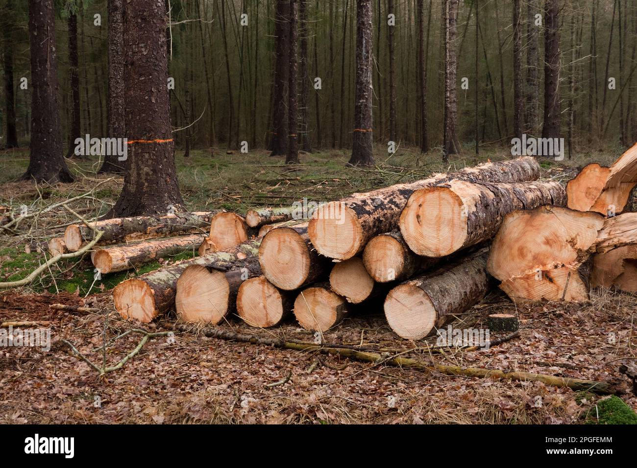 Gestione forestale: Una pianura di abbattimento in una foresta, mucchi di tronchi di alberi ovunque Foto Stock