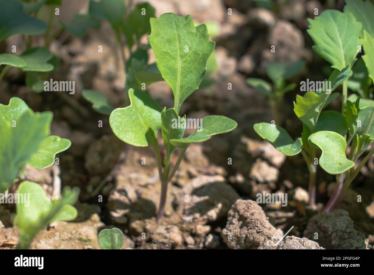 Giovani cavolo giovani pianta. Brassica oleracea, capitata F. alba Foto Stock