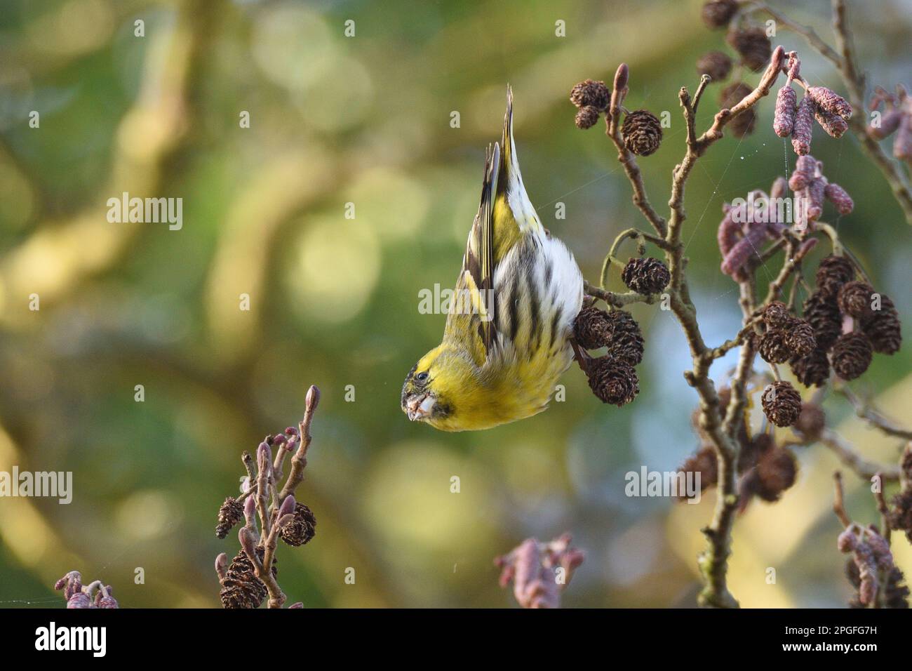 Siskin eurasiatico maschio che si nutre sui semi dei coni di ontano durante l'inverno. Buckinghamshire, Inghilterra, Regno Unito. Foto Stock