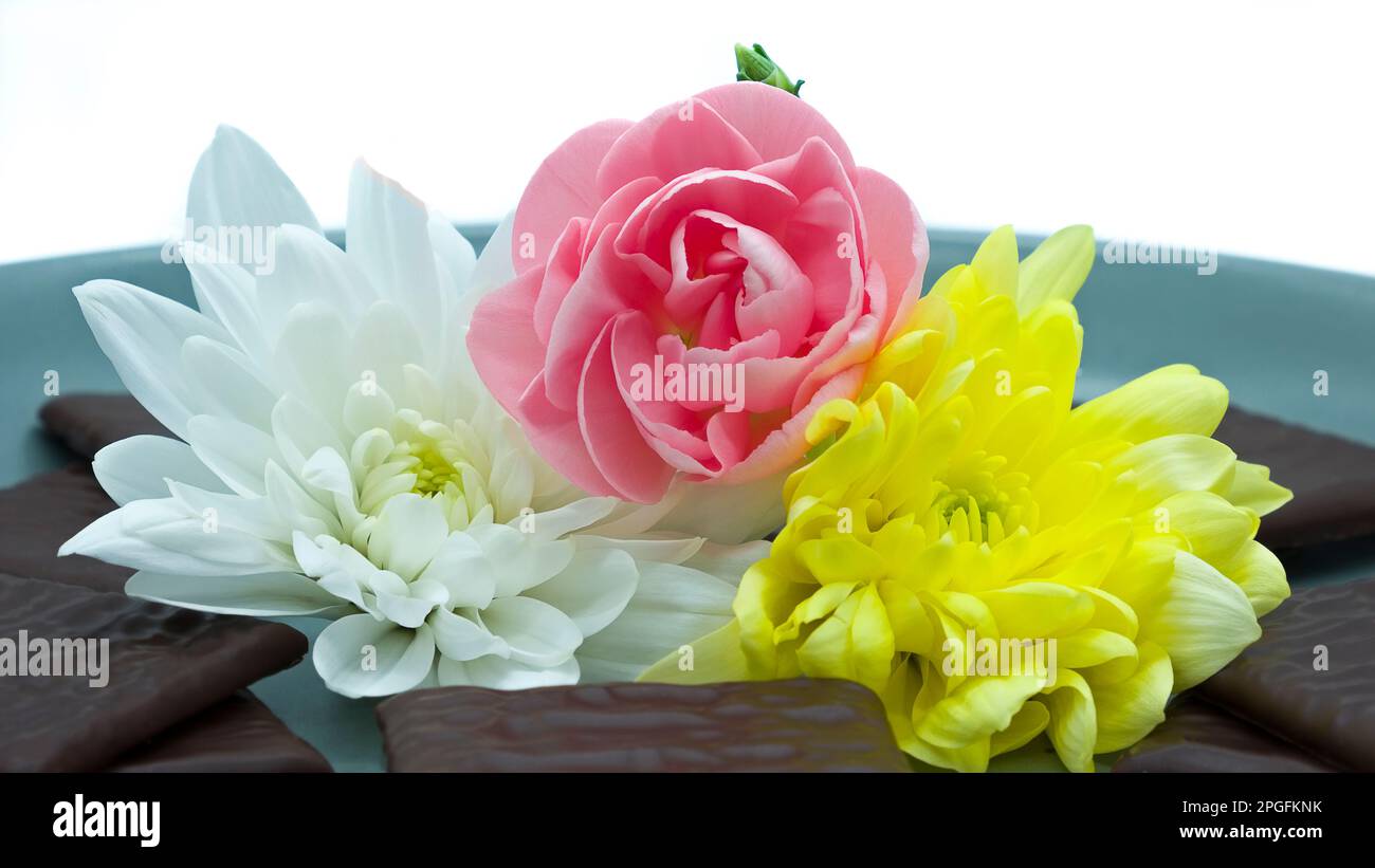 Le teste fiorite di un Buttercup persiano, noto anche come Crowfoot persiano Asiatic Buttercup, un membro della famiglia botanica Ranunculus circondato da Wh Foto Stock