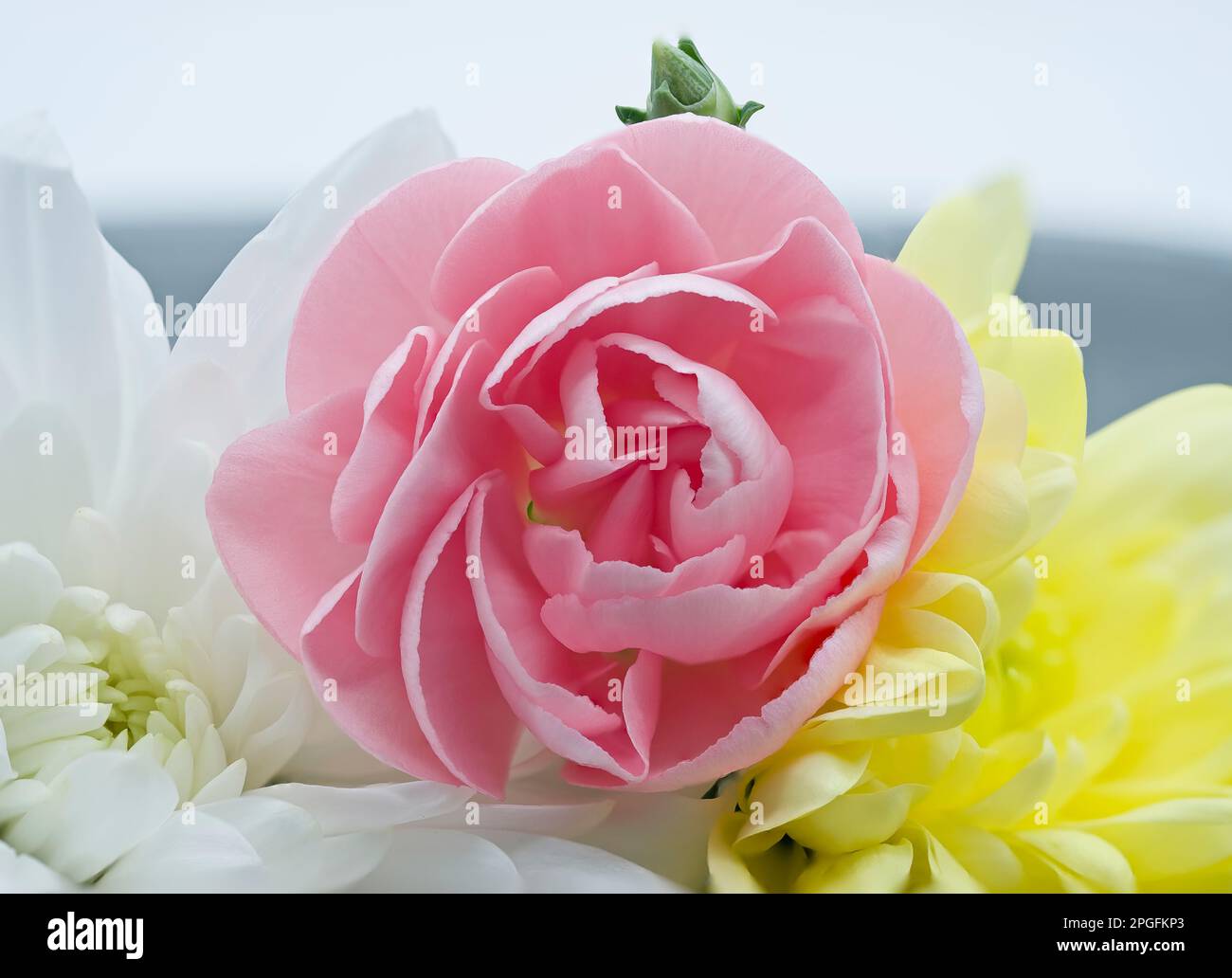 Le teste fiorite di un Buttercup persiano, noto anche come Crowfoot persiano Asiatic Buttercup, un membro della famiglia botanica Ranunculus circondato da Wh Foto Stock