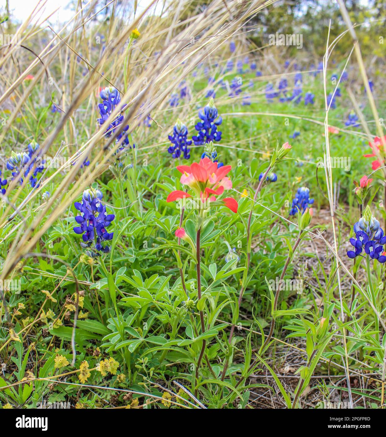 Bluebonnet lungo la strada nella regione di Texas Hill Foto Stock