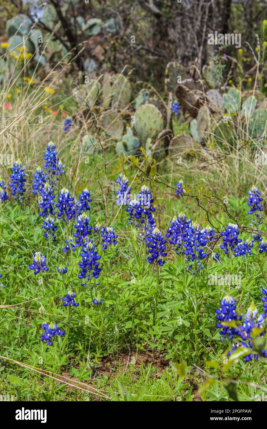 Bluebonnet lungo la strada nella regione di Texas Hill Foto Stock