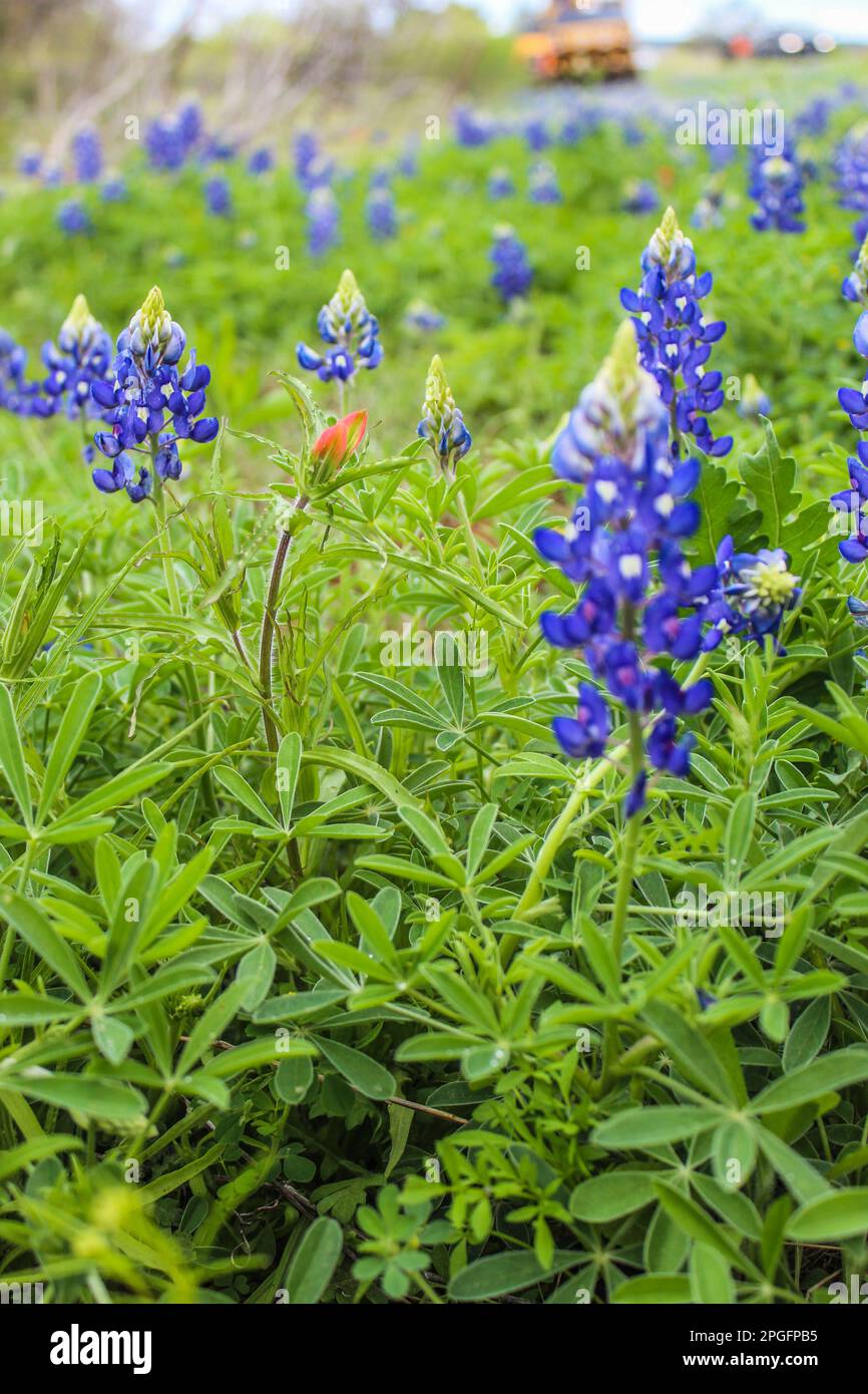 Bluebonnet lungo la strada nella regione di Texas Hill Foto Stock
