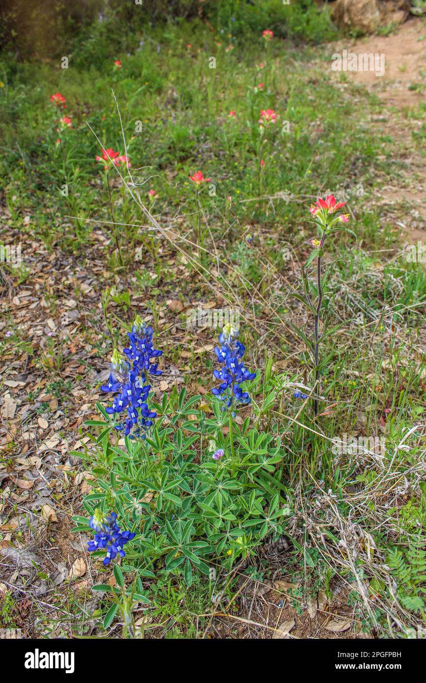 Bluebonnet lungo la strada nella regione di Texas Hill Foto Stock