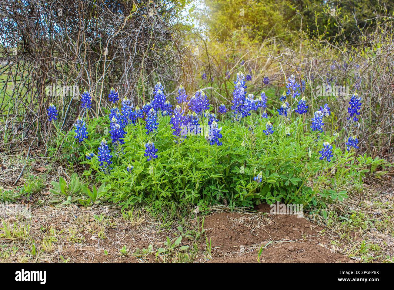 Bluebonnet lungo la strada nella regione di Texas Hill Foto Stock