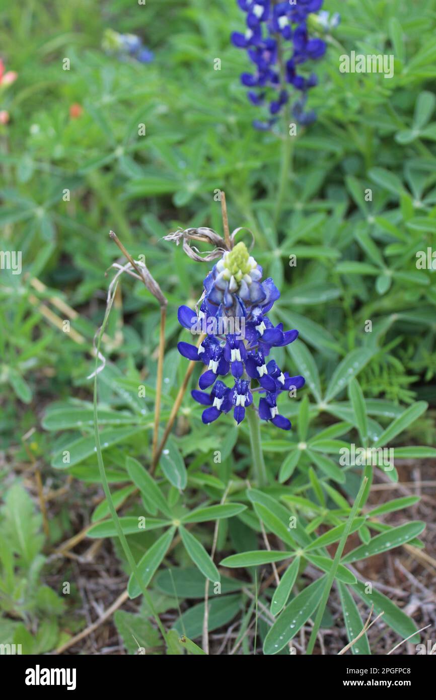 Bluebonnet lungo la strada nella regione di Texas Hill Foto Stock