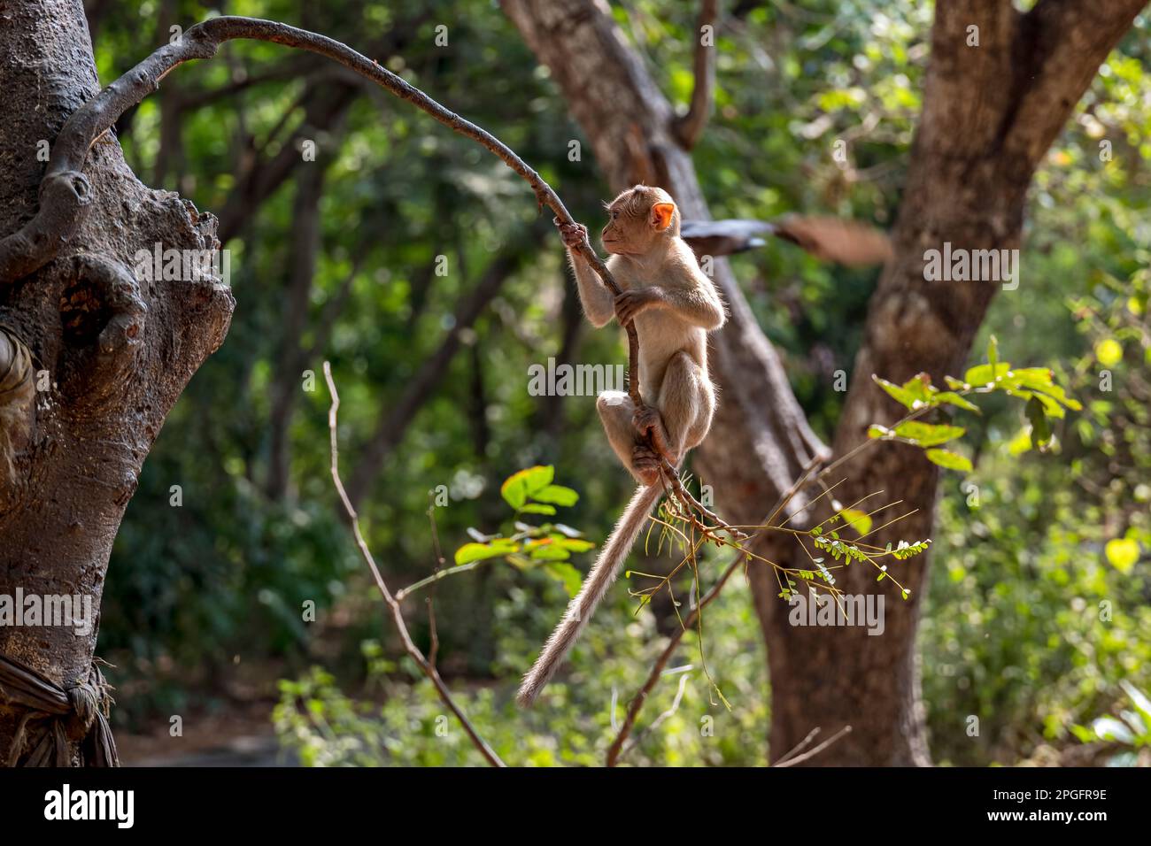 Kanheri Park Baby Monkeys, Mumbai, India Foto Stock