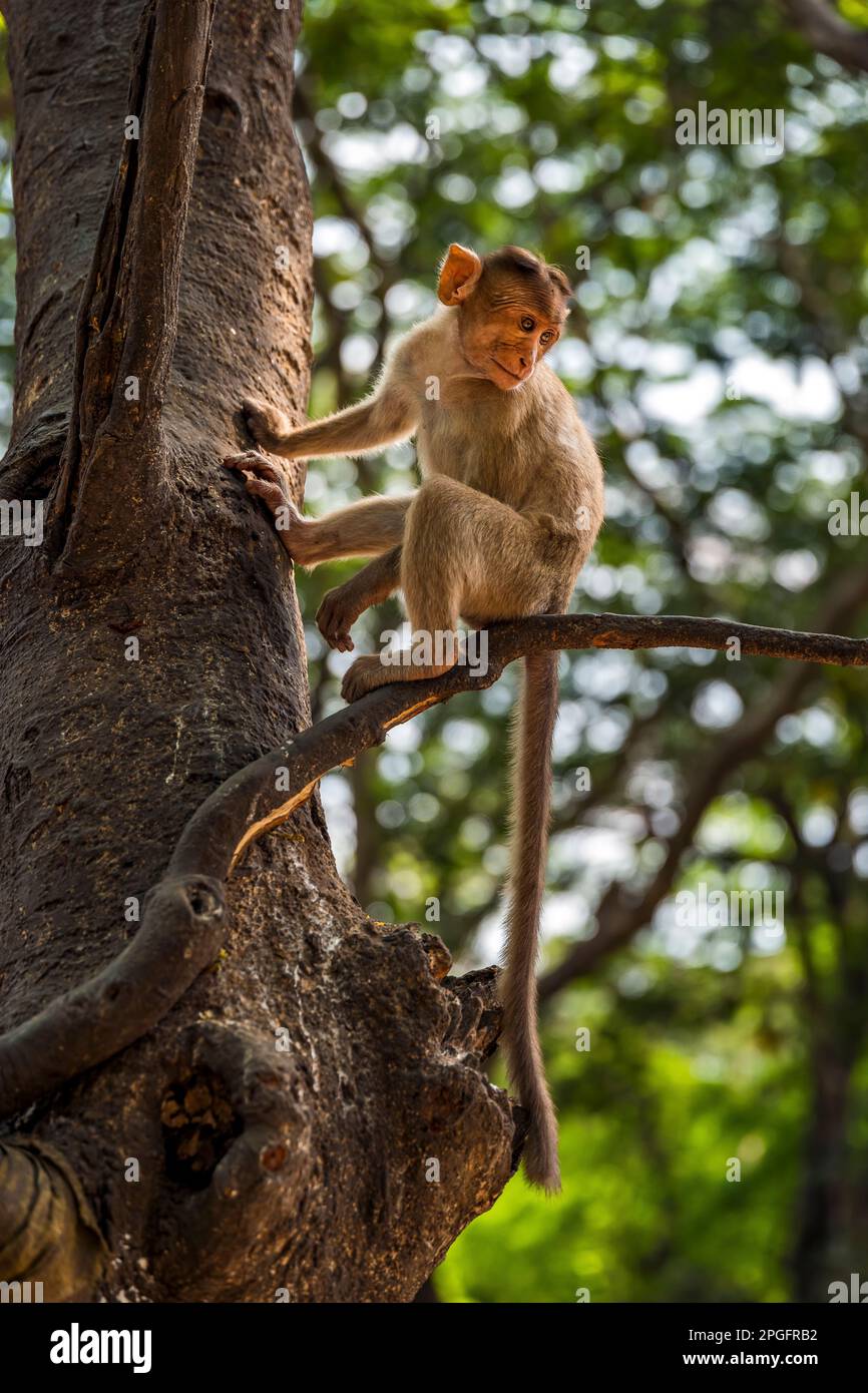 Kanheri Park Baby Monkeys, Mumbai, India Foto Stock