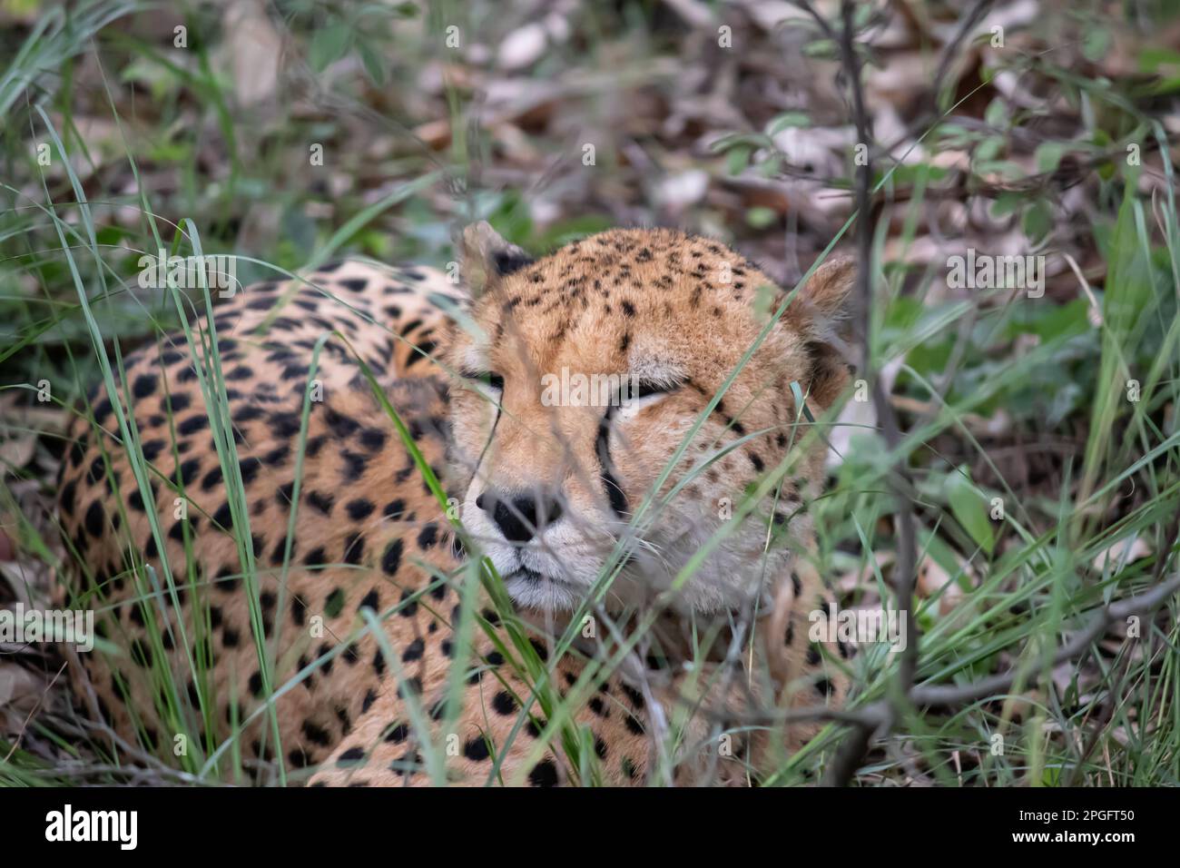 Ghepardo della famiglia dei gatti che riposa nell'erba della savana, nel parco nazionale di conservazione della fauna selvatica e del Rhino di Ispire, Zimbabwe Foto Stock