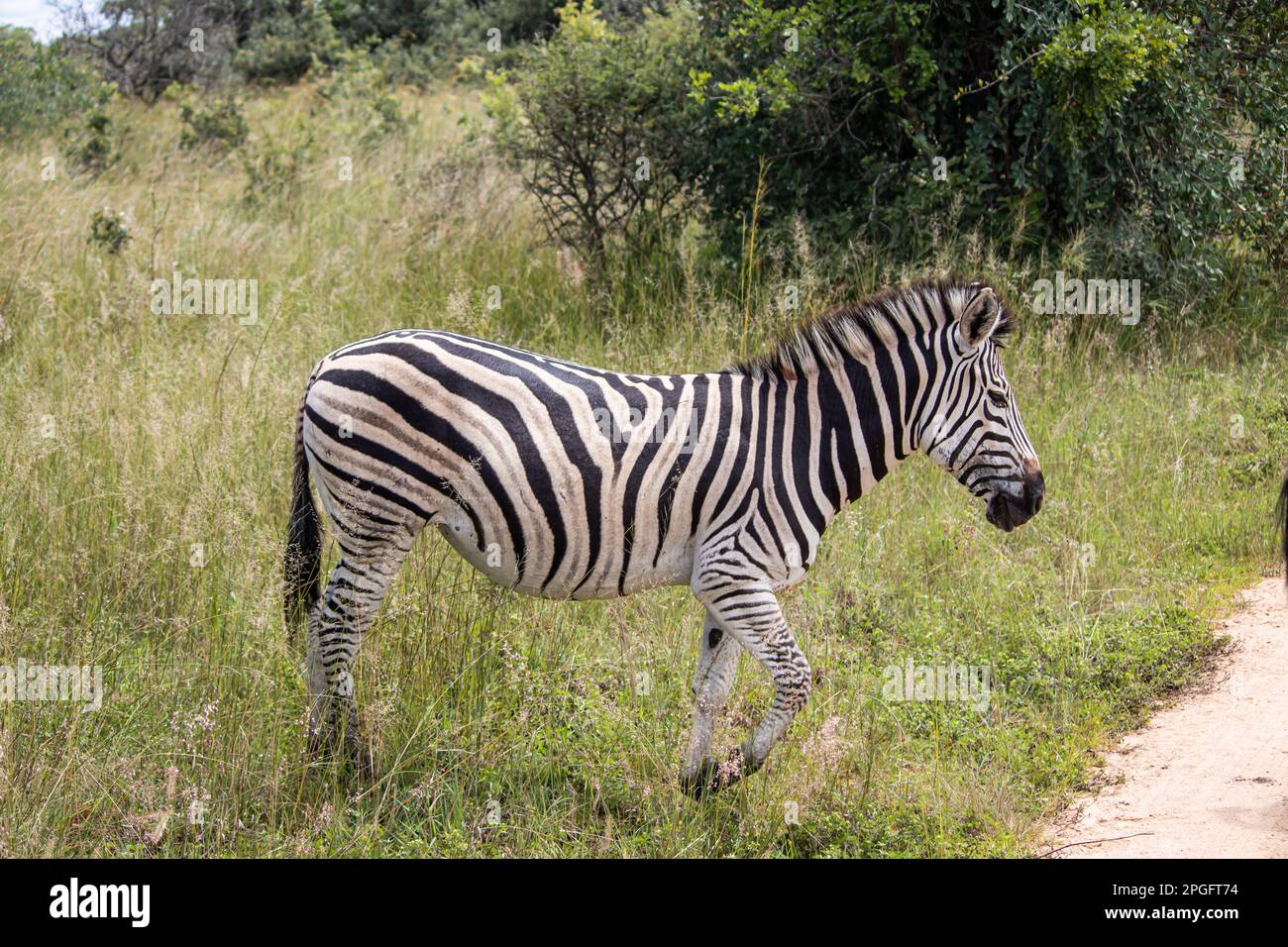 Zebra nel suo habitat naturale a Ispire Rhino e Wildlife Conservancy, Zimbabwe, Africa Foto Stock