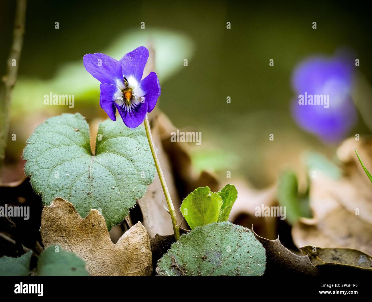 Macro primo piano di una viola comune (Viola odorata) con sfondo sfocato - chiamato anche viola legno, viola dolce, viola inglese, viola fiorista, o. Foto Stock