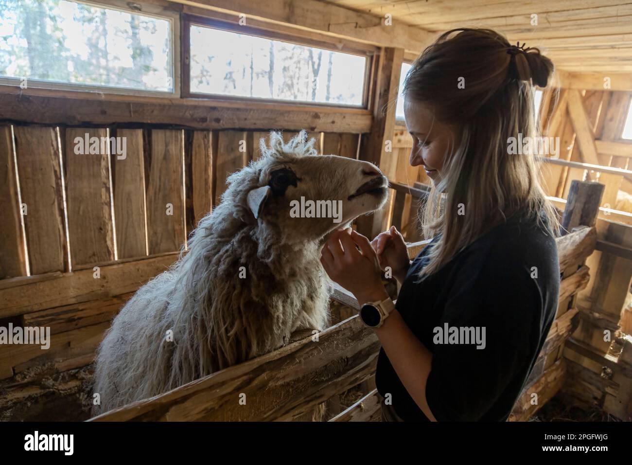 Donna contadina in capannone pecora in fattoria. Primo piano di naso e bocca di pecora Foto Stock