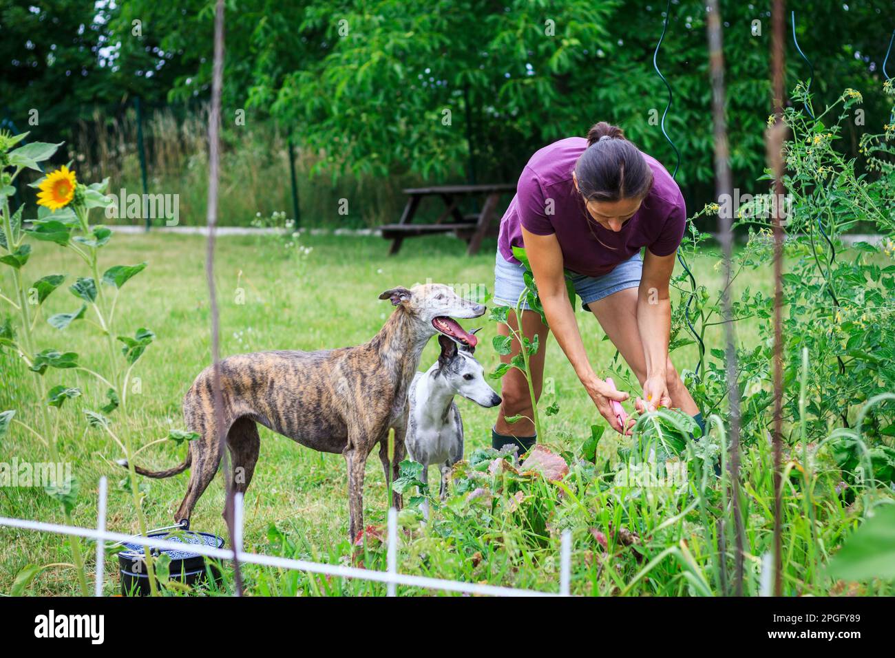 Donna con i suoi cani che lavorano in giardino. Stile di vita rurale. Giardinaggio organico Foto Stock