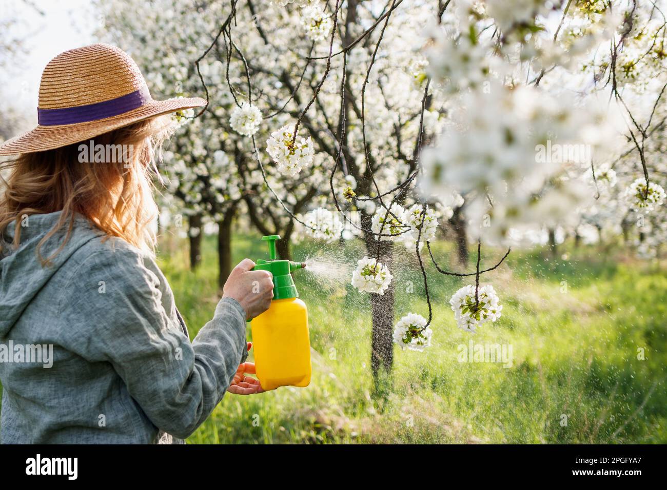 Giardinaggio primaverile in frutteto. Coltivatore femmina che spruzza albero di ciliegio fiorente con pesticida o insetticida. Giardiniere con bomboletta spray Foto Stock