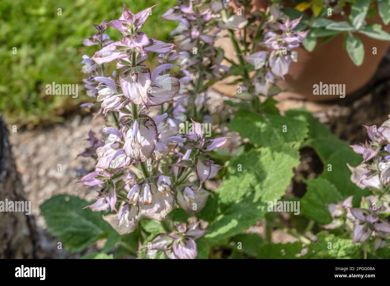 Primo piano di una pianta di salvia Muscatel (Salvia sclarea) con fiori Foto Stock