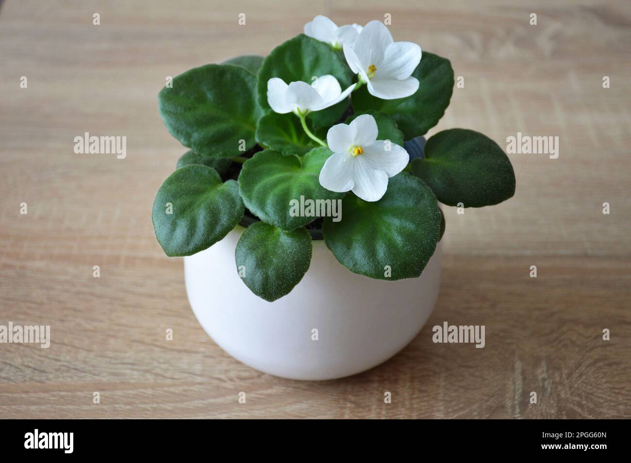 Viola africano bianco in pentola. Pianta domestica in vaso sulla tabella Foto Stock