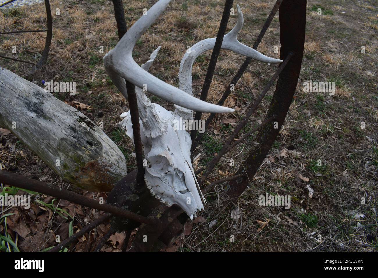 Un vecchio cervo dalla coda bianca sbiancato (odocoileus virginianus) cranio nascosto in una vecchia ruota di ferro del carro. Missouri rurale, Missouri, Stati Uniti, Stati Uniti, Stati Uniti. Foto Stock