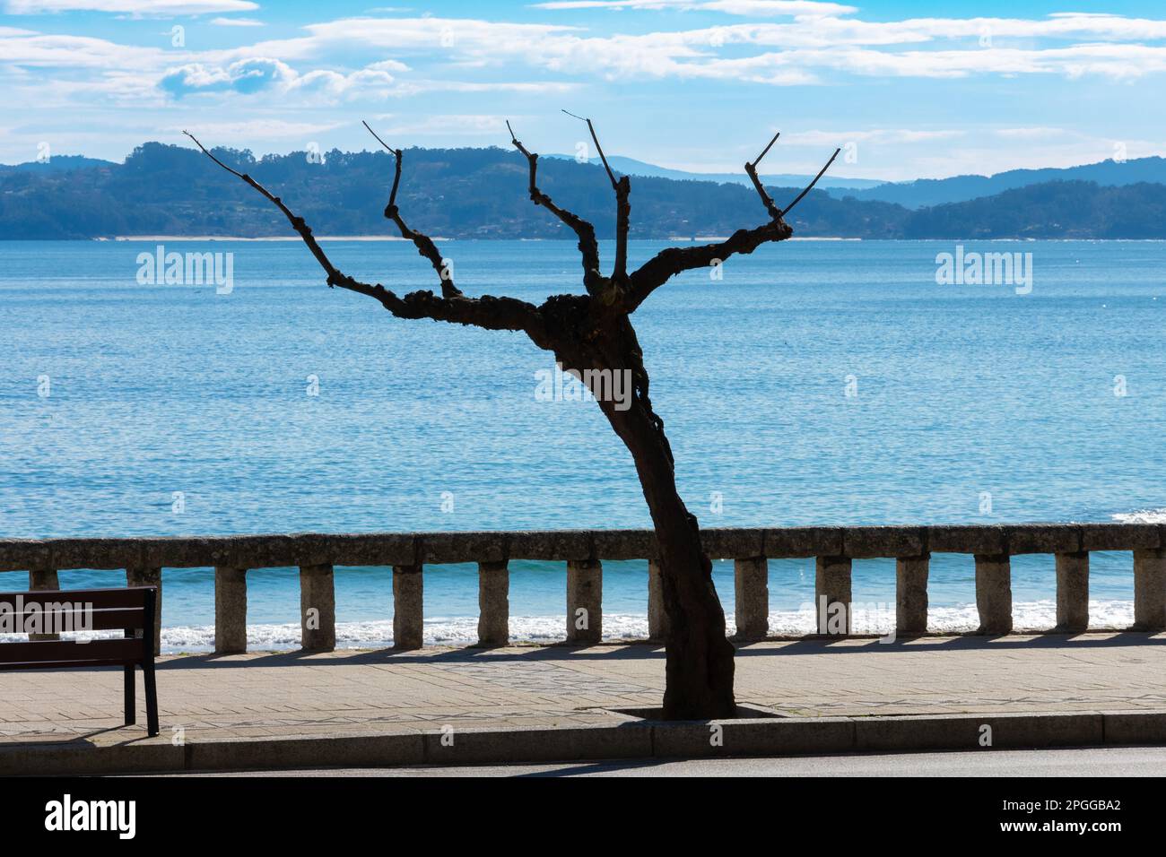 Nessun albero di foglie a Sangenjo, Sanxenxo. Estuario di Pontevedra, Ria de Pontevedra sullo sfondo. Galizia. Spagna Foto Stock