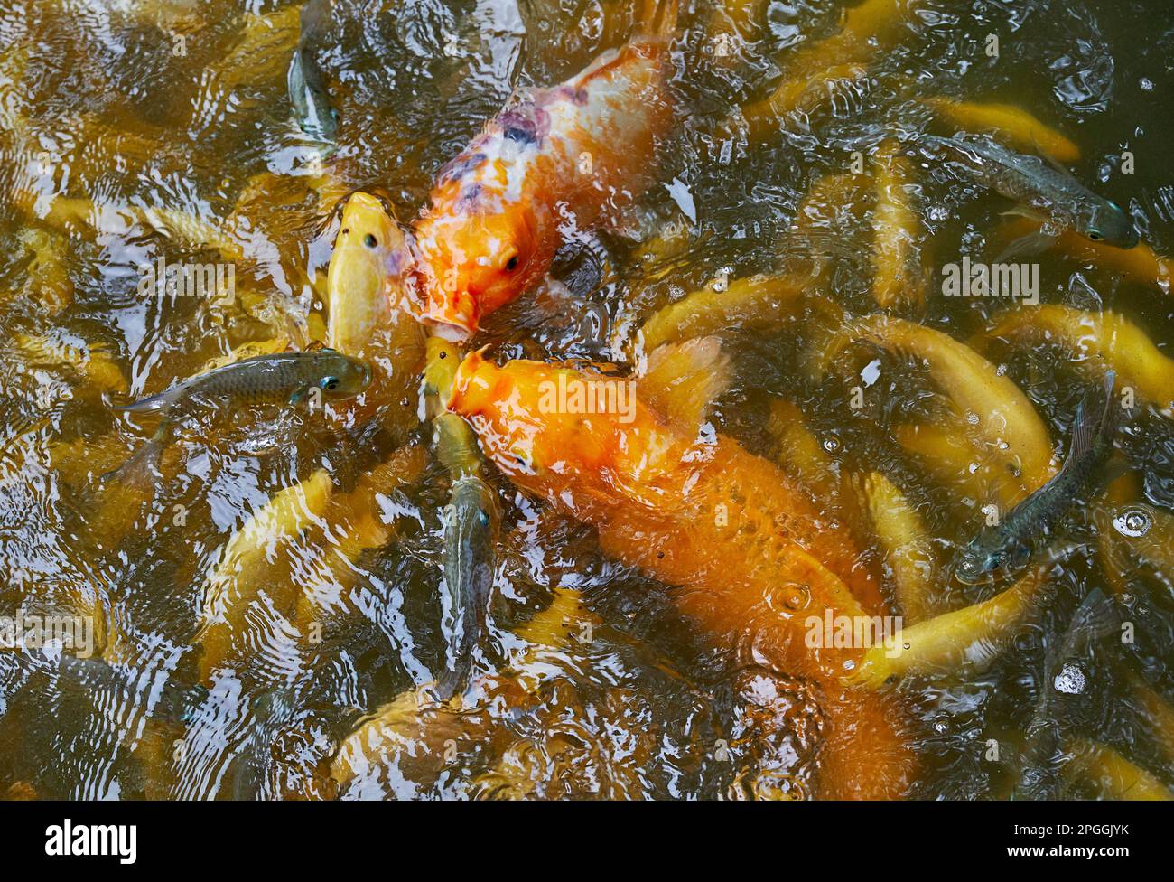 Un Frenzy di alimentazione con grande Koi e piccolo Carp in uno stagno Foto Stock