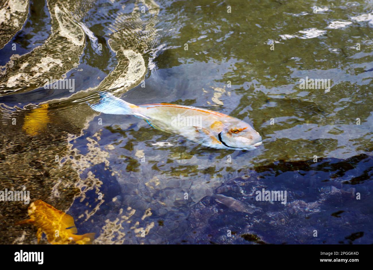 Hawaiian Tropical Uhu, Parrotfish, nuoto in acque poco profonde Foto Stock