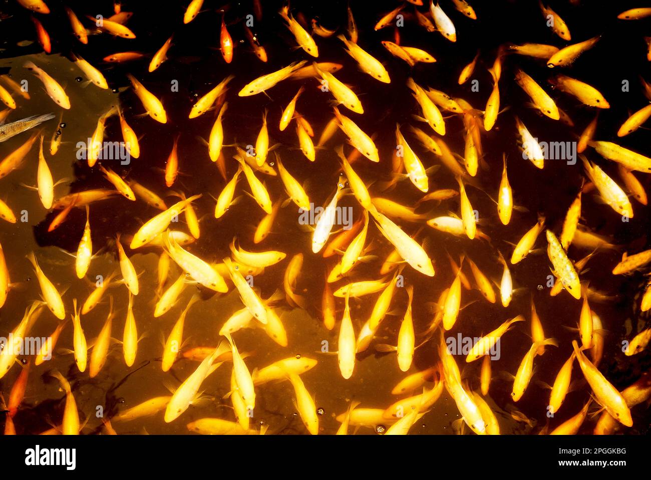 Un grappolo di piccola carpa che nuota in uno stagno Foto Stock
