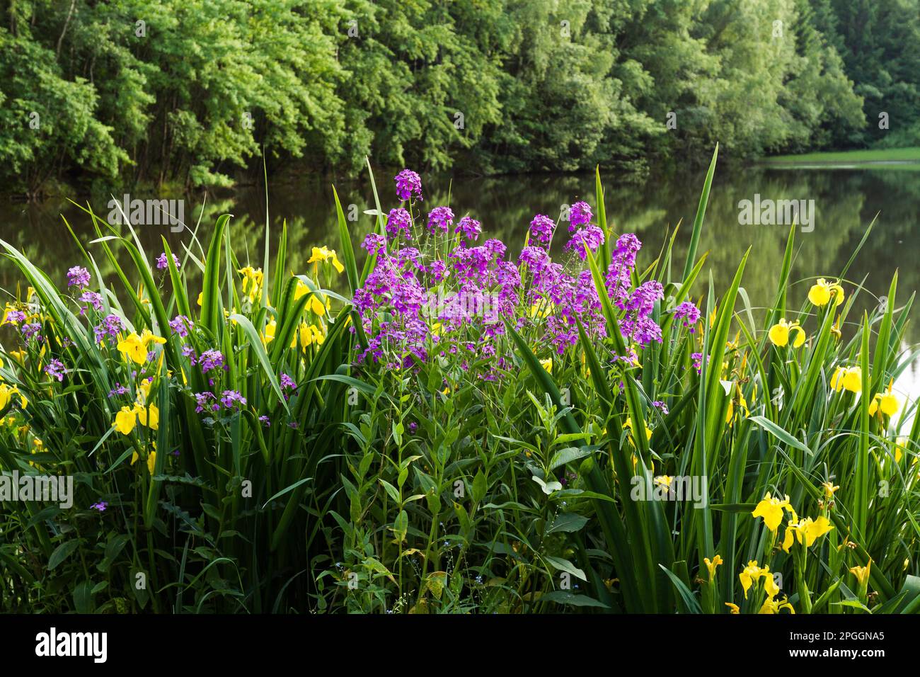 Piante da fiore estive presso l'acqua Selketal-Stieg Harz Foto Stock