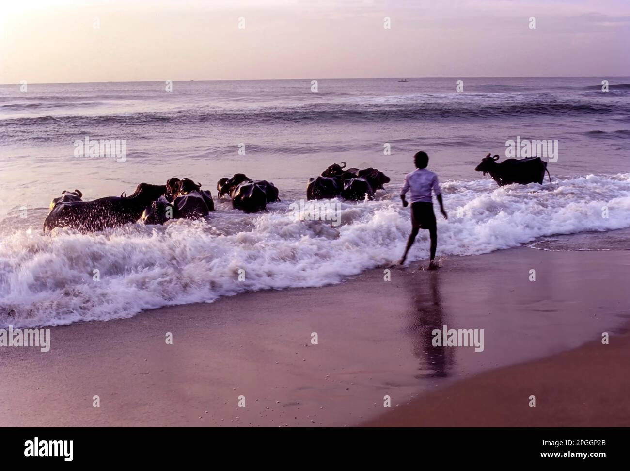 Un uomo che bagna buffaloes in Marina Beach, Chennai Madras, Tamil Nadu, India del Sud, India, Asia Foto Stock