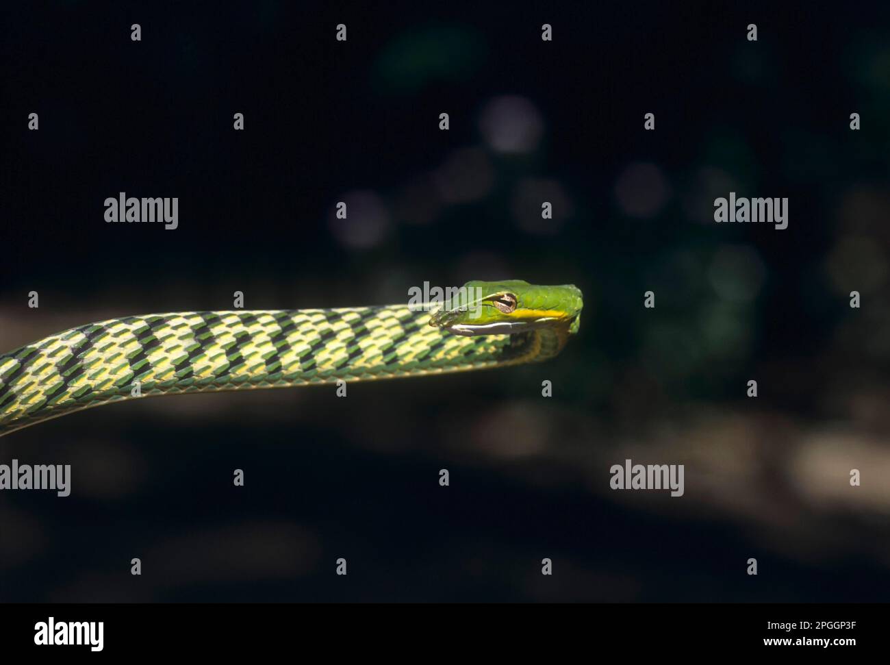 Indian Green Whip Snake o Vine Snake (Ahaetulla Nasuta) Tamil Nadu, India, Asia Foto Stock